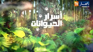 أسرار الحيوانات: حودة الحصان.. ثعبان مسالم في عالم الزواحف