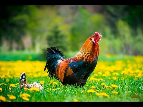 Chicken - http://www.FreeRangeChickens.org Free range chickens and guineas on open range in the State of Pennsylvania. Just some footage of chickens and guinea fowl do...