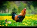 Free Range Chickens at Fred's Fine Fowl, Organic, no chemicals