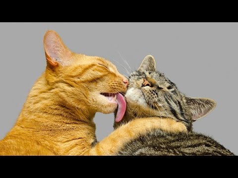 How Cats Show Their Love | Cat Care