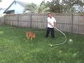 American Pitbull Terrier Plays with Flirt Pole