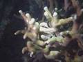 Mandarin Fish Mating In Yap