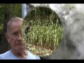 Several families and individuals with connections to Lunenburg came together this year to relive history by raising plots of Sorghum cane and then processing it into Molasses