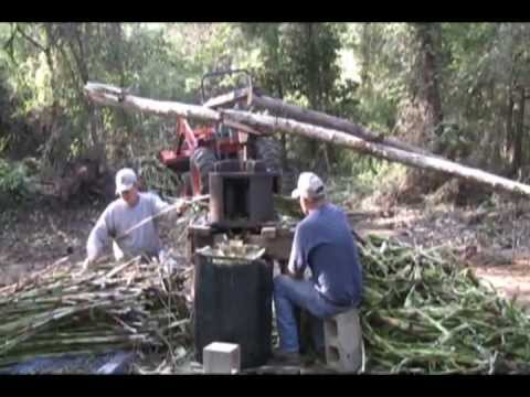 how to harvest molasses