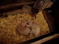 Rat Tug Of War