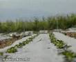 Pakrac
