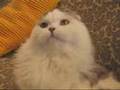 Scottish Fold FASS