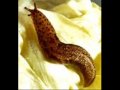 The Beasts Of Aaron's Garden