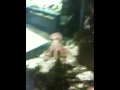 Saluting Octapus