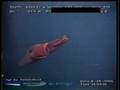 ROV video 1 creatures at depth