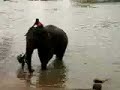 Bathing the Elephants
