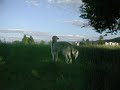 Nine years old60Km/H fastGamin Gazin Saluki windhound