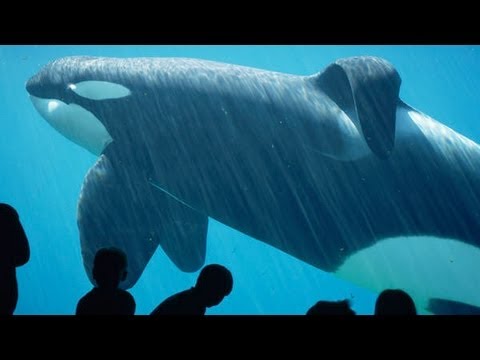 Freeing - In the wake of the 1993 hit movie