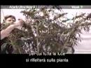 green house arjans ultra haze#1 grow with italian subtitles