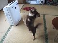 Click here to watch this video praying dog！！