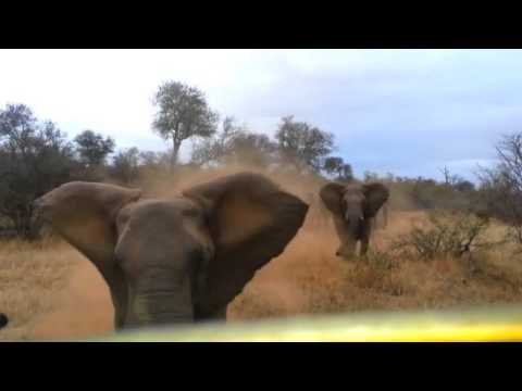 Elephant smashes into car at Kruger National Park, South Africa