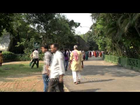 Kolkata Zoo Card 9 17