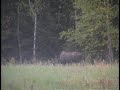 Successful Moose hunt-Alaska\