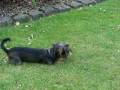 videos de Wirehaired Dachshunds in Bonn