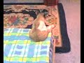 ce chat s'assoit comme un humain pas de farce... :) :)