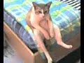 Ce chat s'assoit comme un humain pas de farce... :) :)