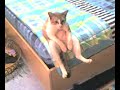 ce chat s'assoit comme un humain pas de farce... :) :)