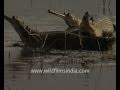 Sunbathing gharial crocodilians - YouTube