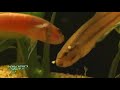 two betta macrostoma pairs spawned two betta macrostoma pairs spawned