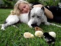 pit bull & chicks & me