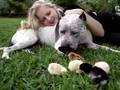 pit bull & chicks & me