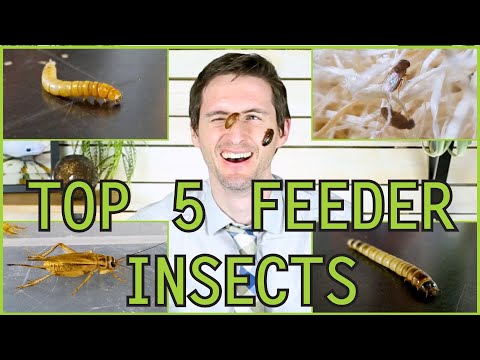 YouTube reptile video