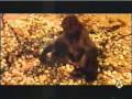 borrachera animal