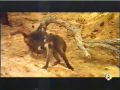 borrachera animal