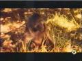 borrachera animal