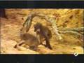 borrachera animal