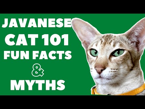 Javanese Cats 101 : Fun Facts & Myths