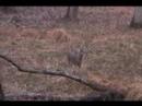 Missed a doe