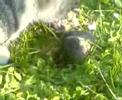 Cat v gopher who will win?