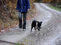 Ty - Beauceron-Bordercollie-Mix, SPA Liepvre