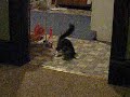 Mitzi the Insane Cat Mitzi the Insane Cat