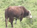 Big ass cow balls
