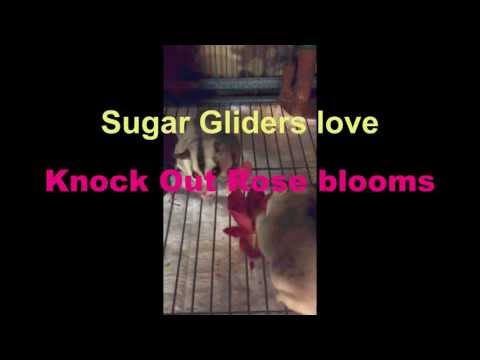 how to love sugar glider