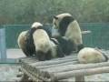 Pandas Box & Fall