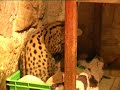 Serval und Rhodesien Ridgeback :Zwei Afrikaner Serval und Rhodesien Ridgeback :Zwei Afrikaner