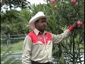 EL CRIOLLITO DEL PALMAR-JOSE HERNANDEZ