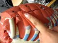 # 2 pectoralis minor