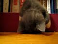 Kitten sleeping in a bookshelf