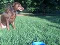 Sampson and Tillie