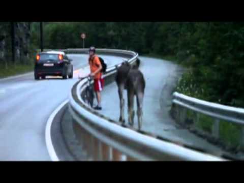 Une piste cyclable pour orignal ?