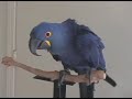 Gucci Dancing Gucci Dancing